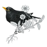 Blackbird-1984.is-Fífa Jónsdóttir