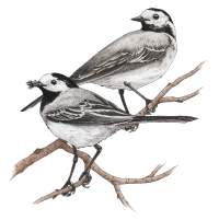 White wagtail (Motacilla alba) White wagtail (Motacilla alba)