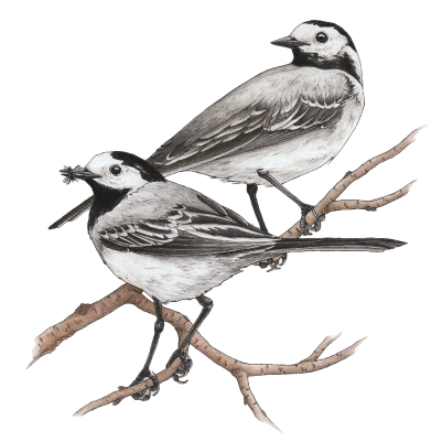White wagtail (Motacilla alba)