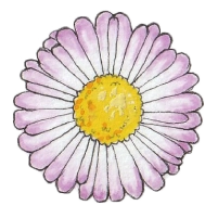 Alpine fleabane (Erigeron borealis) 200