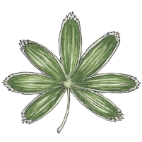 Alpine lady's-mantle (Alchemilla alpina) 200
