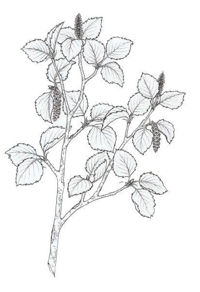 Downy birch (Betula pubescens) Downy birch (Betula pubescens)