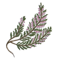 Common heather (Calluna vulgaris) 200
