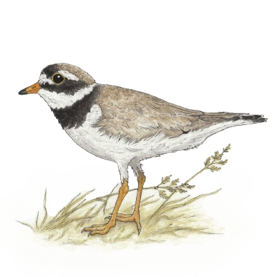 Common ringed plover (Charadrius hiaticula) 400