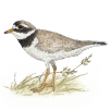 White wagtail (Motacilla alba)
