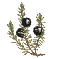 Crowberry (Empetrum nigrum) 200