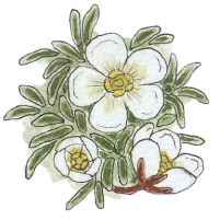 Cushion-plant (Diapensia lapponica) 200