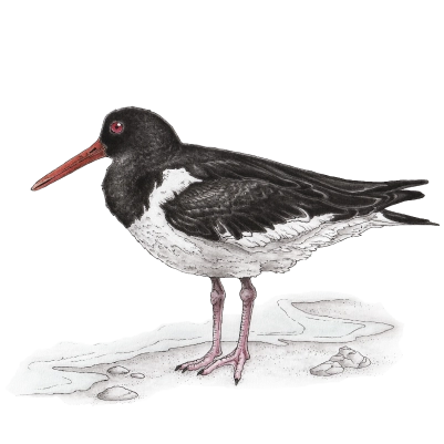 Eurasian oystercatcher (Haematopus ostralegus)