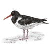 White wagtail (Motacilla alba)