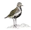 White wagtail (Motacilla alba)