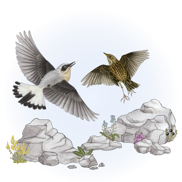 Northern wheatear (Oenanthe oenanthe) and Meadow pipit (Anthus pratensis)