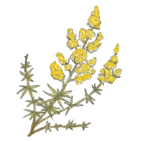 Lady's bedstraw (Galium verum) 200