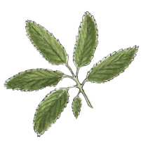 Marsh cinquefoil (Potentilla palustris) 200
