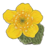 Marsh marigold (Caltha palustris) Marsh marigold (Caltha palustris)