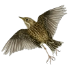 White wagtail (Motacilla alba)