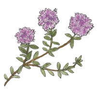 Mother-of-Thyme (Thymus praecox) 200