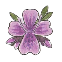 Mother-of-Thyme (Thymus praecox) Flower 200