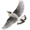 Northern wheatear (Oenanthe oenanthe) 2