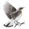 White wagtail (Motacilla alba)