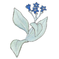 Oyster plant (Mertensia maritima) Oyster plant (Mertensia maritima)