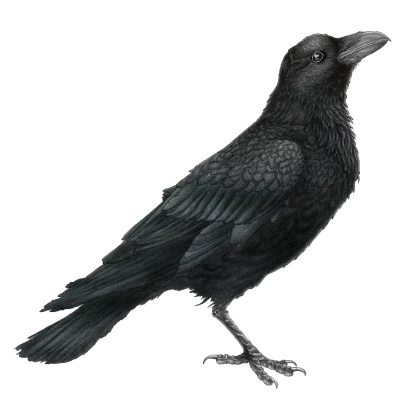 Raven (Corvus corax) Raven (Corvus corax)