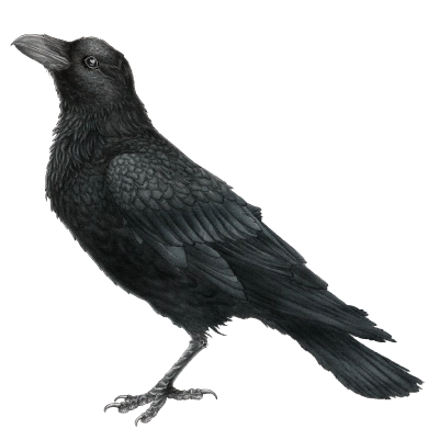 Raven (Corvus corax) 400
