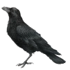 White wagtail (Motacilla alba)