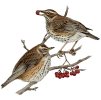 White wagtail (Motacilla alba)