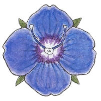 Rock speedwell (Veronica fruticans) 200