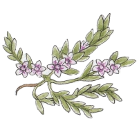 Sea Milkwort (Glaux maritima) 200 Silverweed (Potentilla anserina) 200