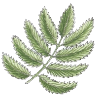 Silverweed (Potentilla anserina) 200 Silverweed (Potentilla anserina) 200