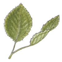 Snowline wintergreen (Pyrola minor) 200