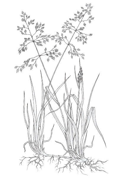 Kentucky bluegrass (Poa pratensis) Kentucky bluegrass (Poa pratensis)