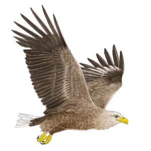 White-tailed eagle (Haliaeetus albicilla) White-tailed eagle (Haliaeetus albicilla)