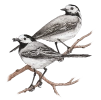 White wagtail (Motacilla alba)